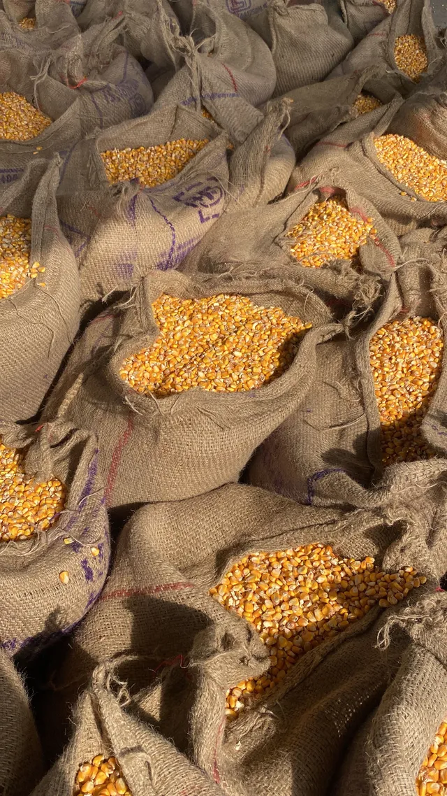 Agricultural produce in burlap sacks